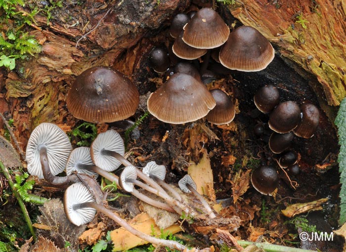 Mycena Hemisphaerica